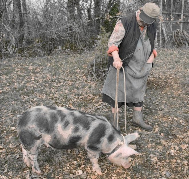 Das Trüffelschwein und die Produzentendemokratie