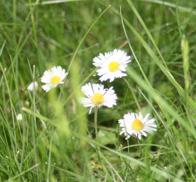 Schmetterling und Taucherglocke!